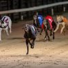 Saturday's Greyhound Derby predictions with 7/1 treble